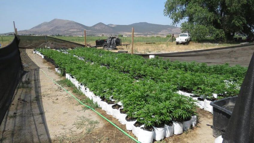 child abuse investigation leads to illegal grow bust
