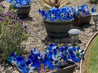 guadalupe residents join child abuse prevention campaign by planting pinwheels