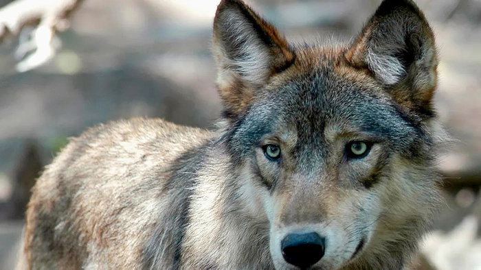ребенок в зоопарке HersheyPark, находившийся без присмотра, был ранен волком после того, как прополз под защитным барьером Серый волк