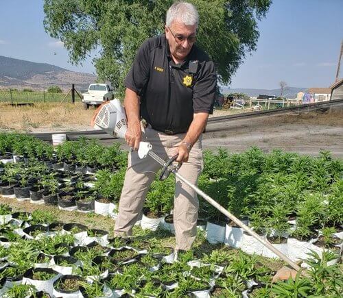 una investigacion sobre abusos a menores lleva a una redada de cultivo ilegal