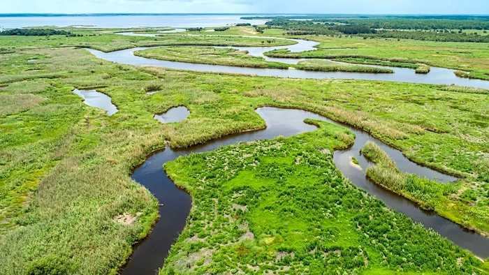 река Эконлокхатчи, нападение аллигатора, Флорида
