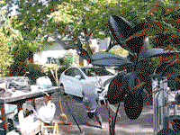 Малыш в ужасе убегает, когда койот преследует его у дома калифорнийской семьи средь бела дня