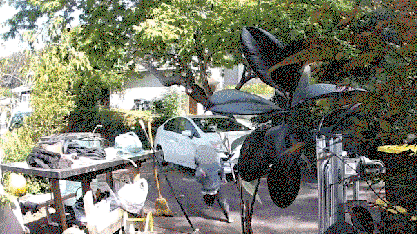 Малыш в ужасе убегает, когда койот преследует его у дома калифорнийской семьи средь бела дня изображение койота, преследующего малыша по двору