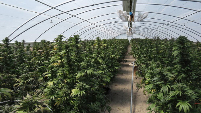 una investigacion sobre abusos a menores lleva a una redada de cultivo ilegal